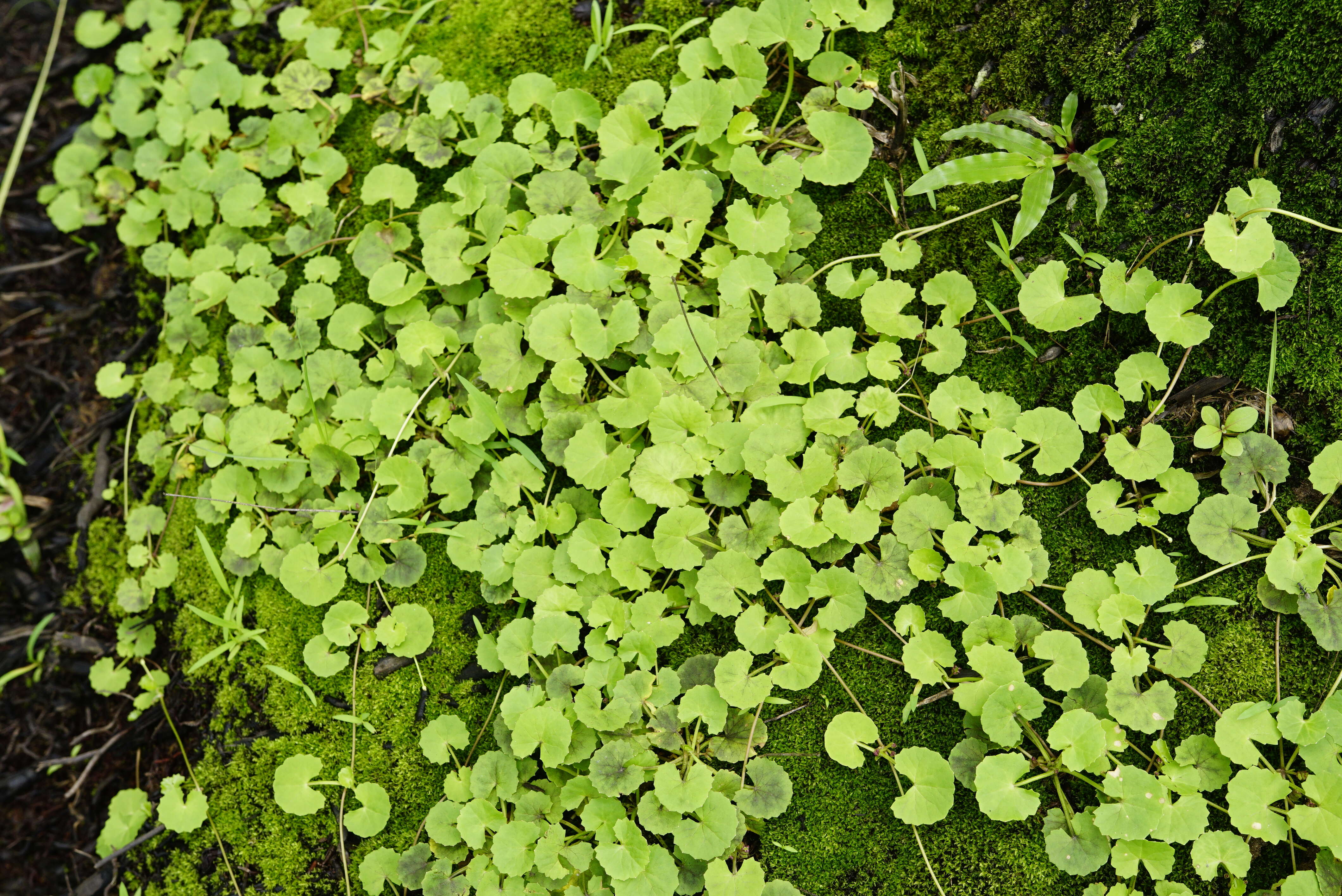 Imagem de Hydrocotyle sibthorpioides Lam.