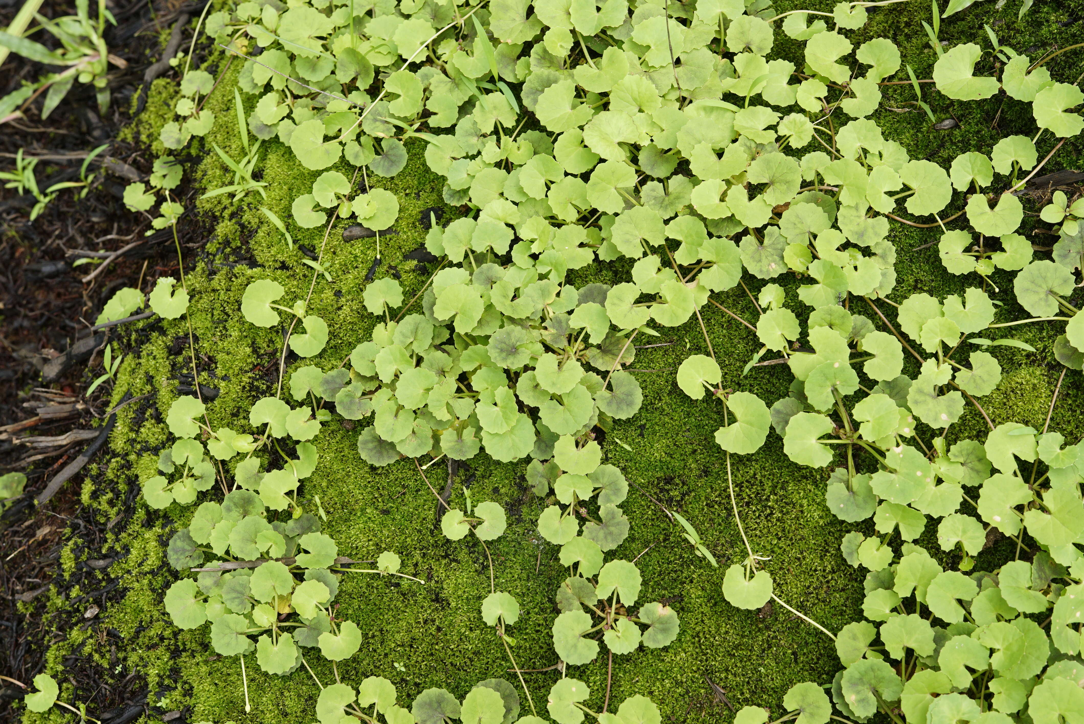 Слика од Centella asiatica (L.) Urb.