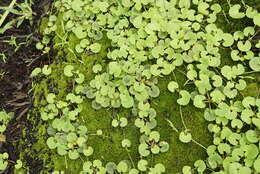 Image of Centella