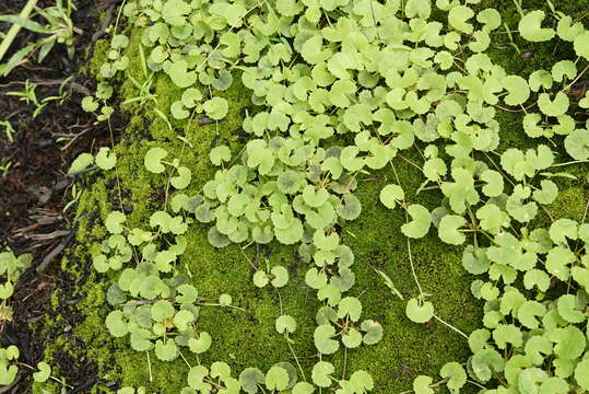 Image of Centella