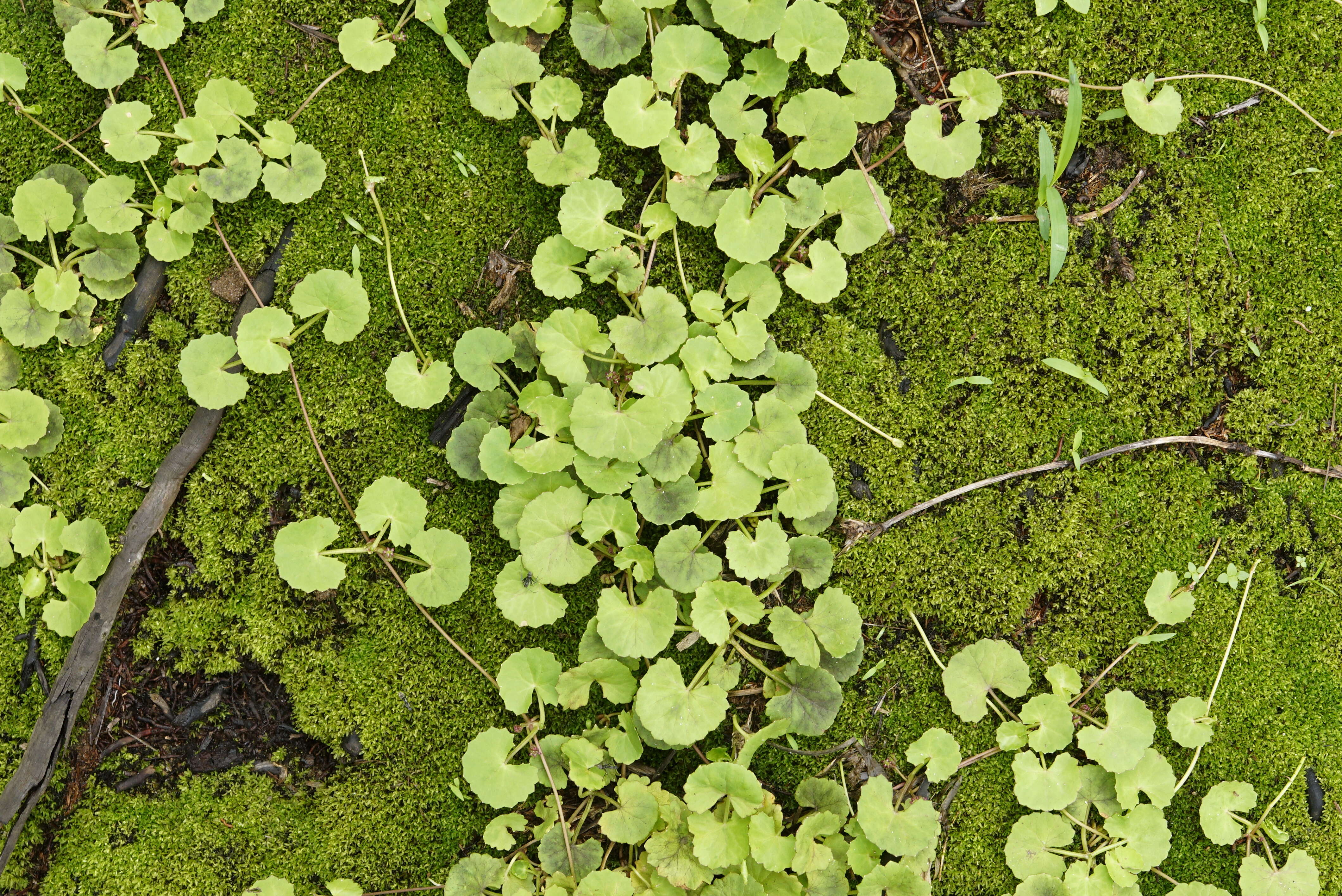 Imagem de Hydrocotyle sibthorpioides Lam.