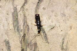 Image of earwigs