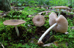 Image of Deer Mushroom