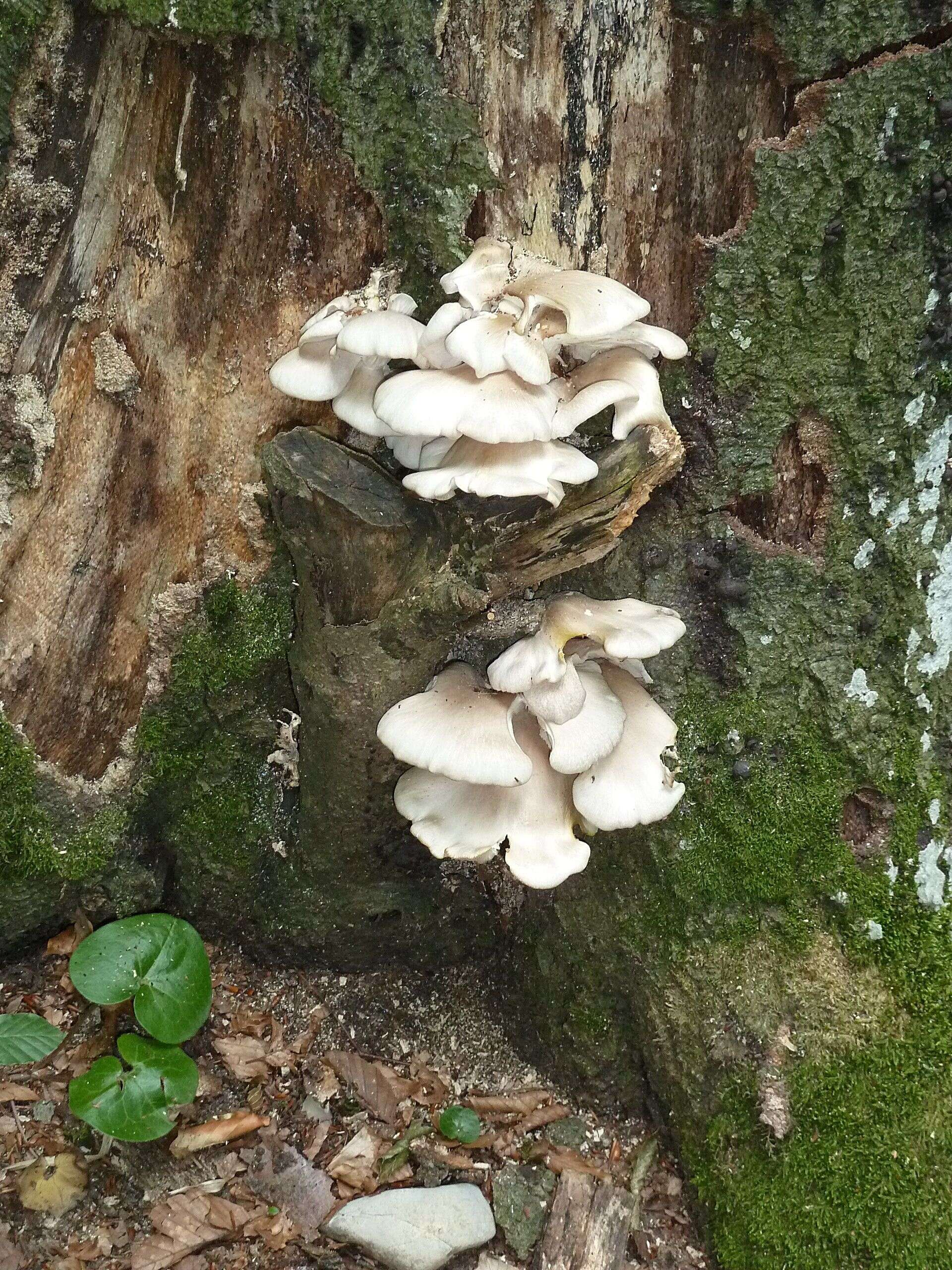 Image of Pleurotus pulmonarius (Fr.) Quél. 1872