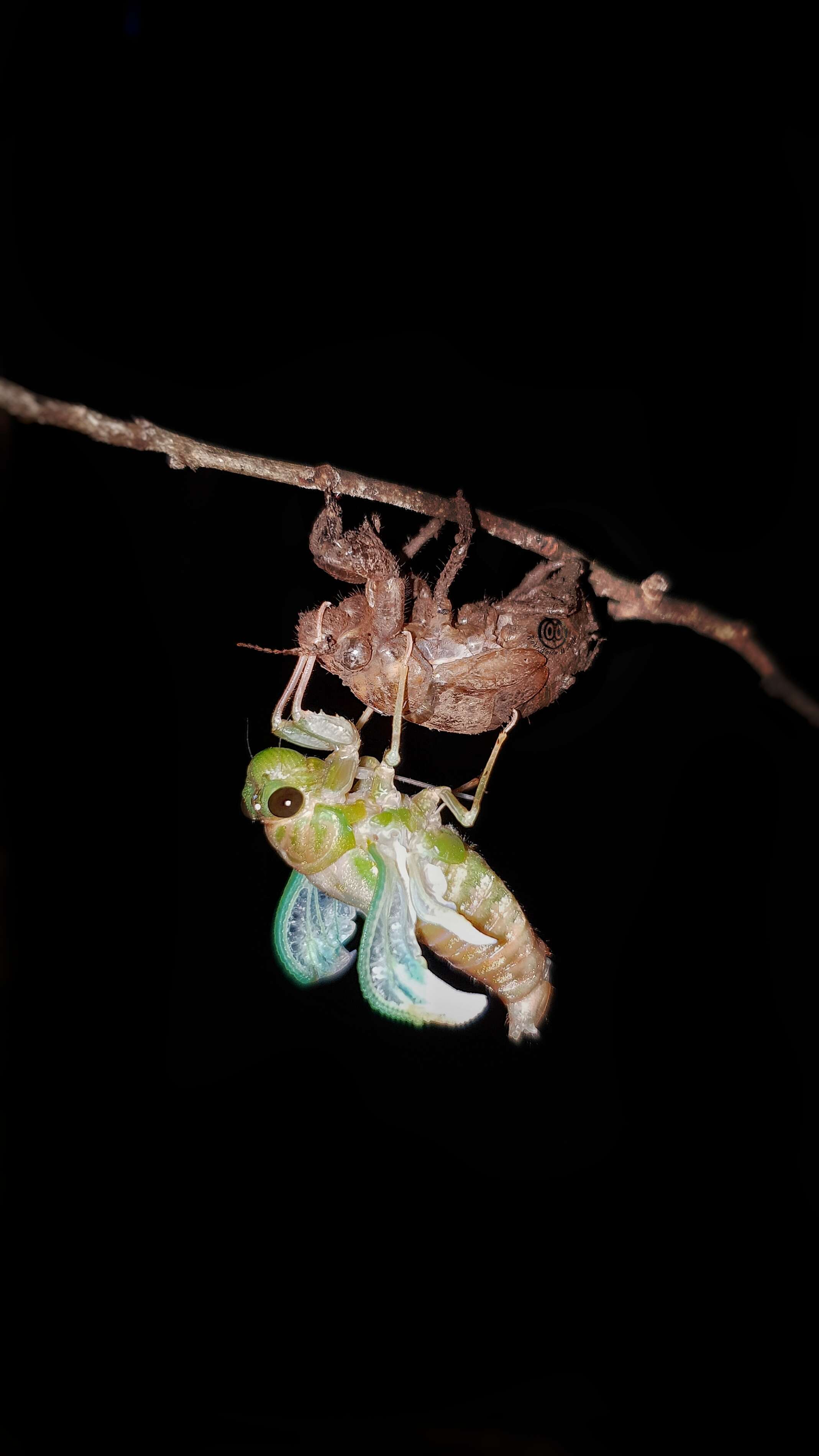 Image of Cicada orni Linnaeus 1758