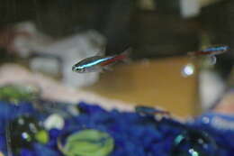 Image of Neon tetra