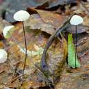 Image of Marasmius capillaris