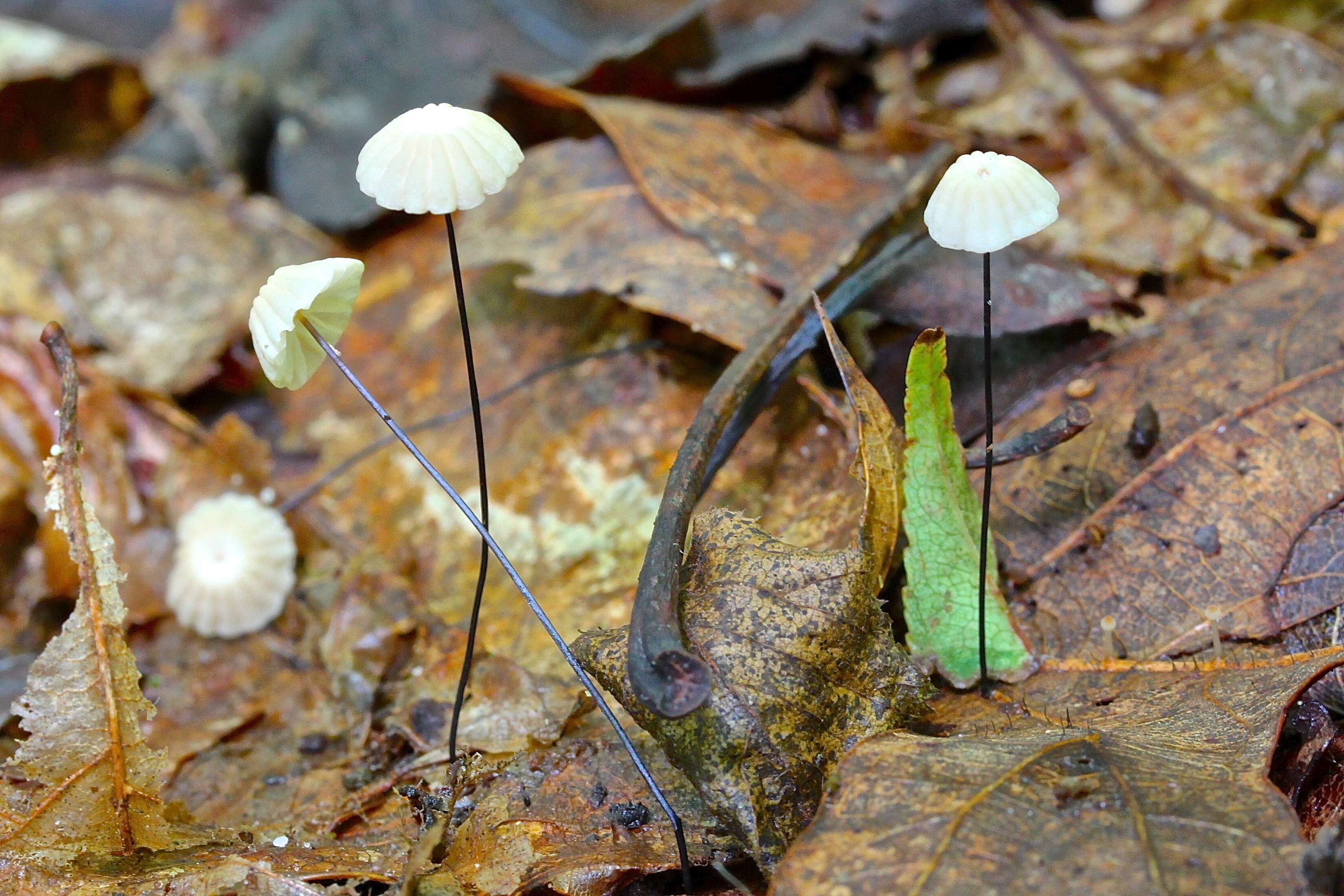 Imagem de Marasmius capillaris