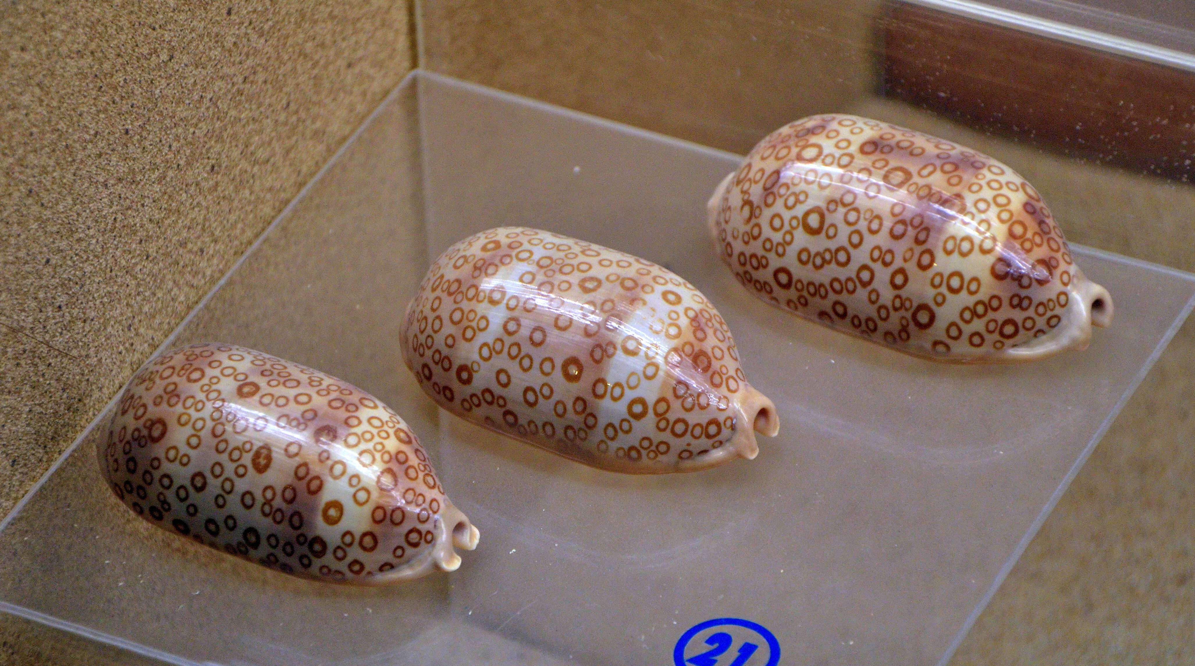 Image of harlequin cowrie