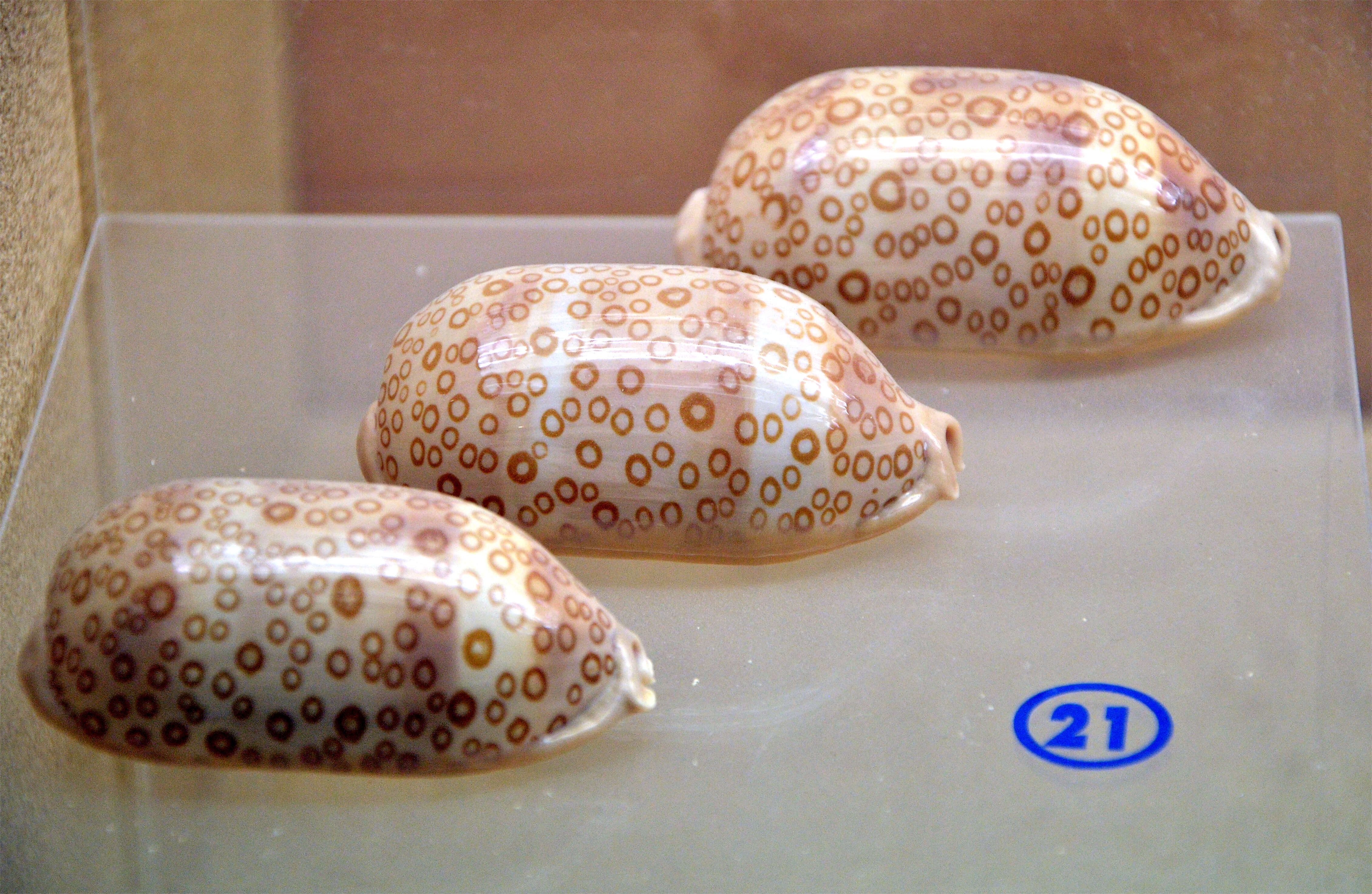 Image of harlequin cowrie