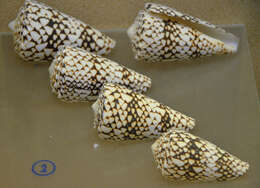 Image of Conus araneosus