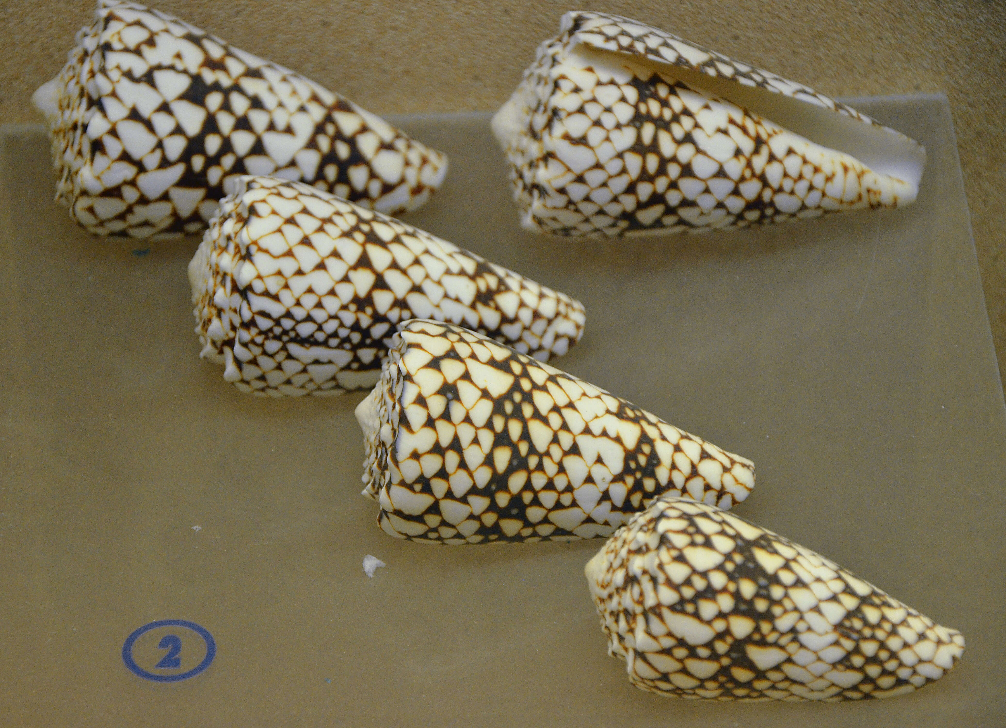 Image of Conus araneosus