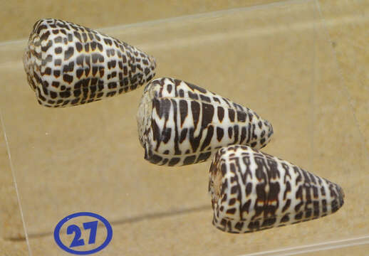 Image of ivory cone