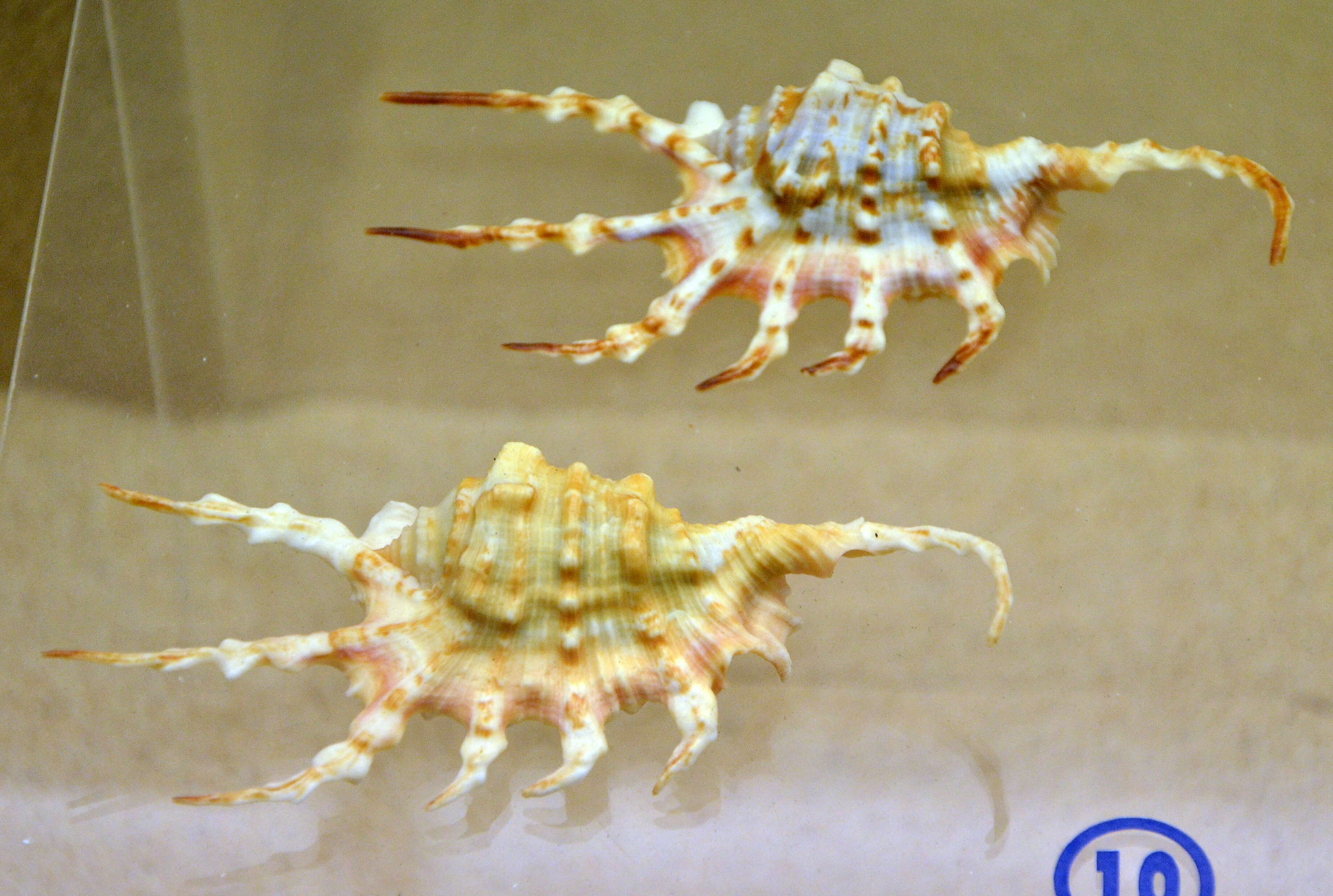 Image of Scorpion Spider Conch