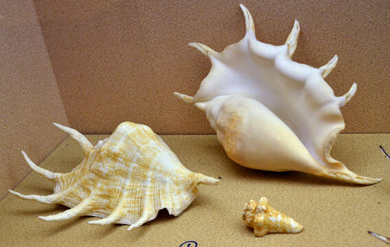 Image of Giant spider conch