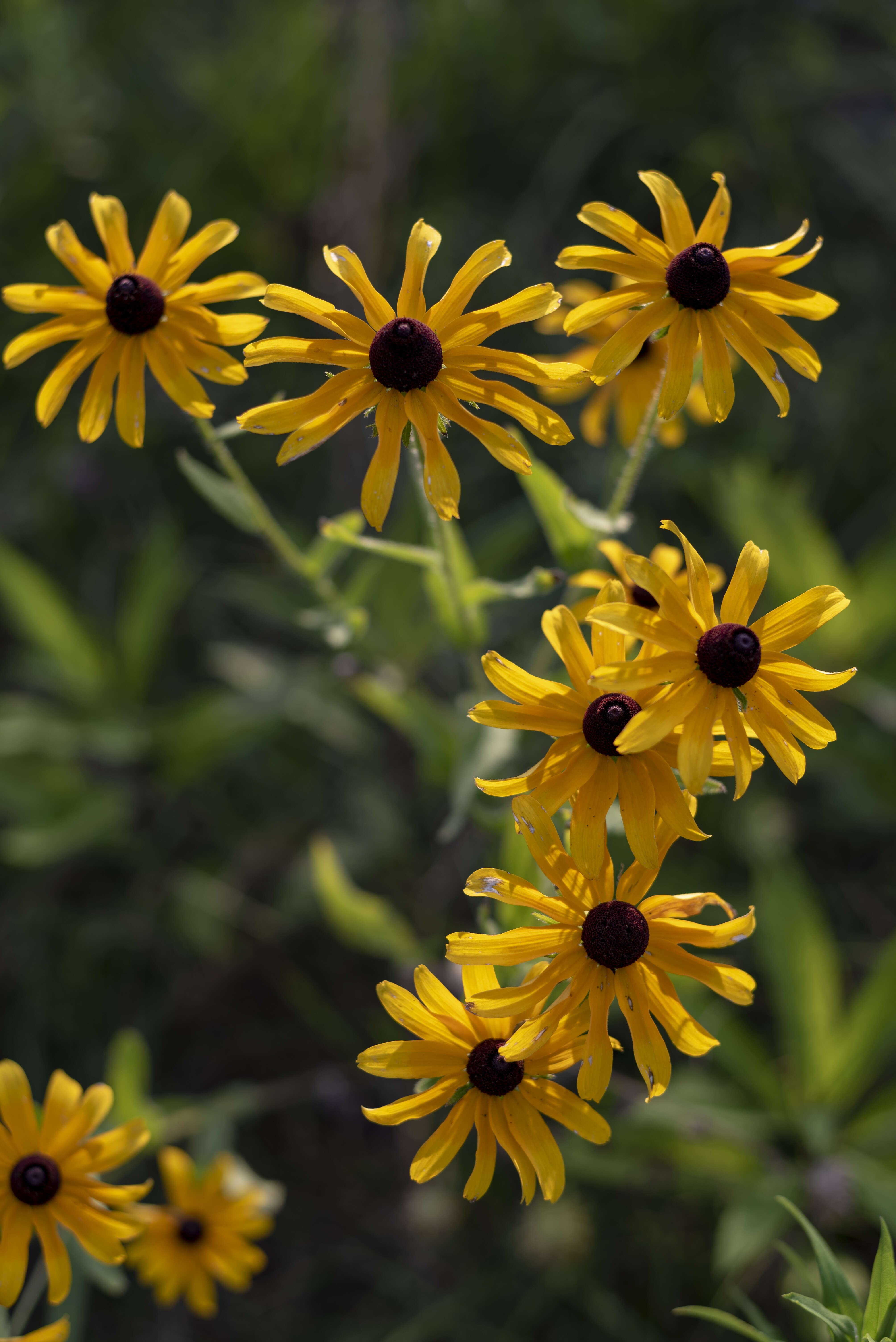 صورة Ratibida pinnata (Vent.) Barnh.