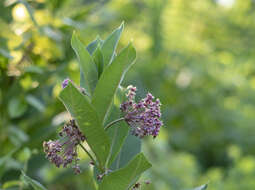 Image of swamp milkweed