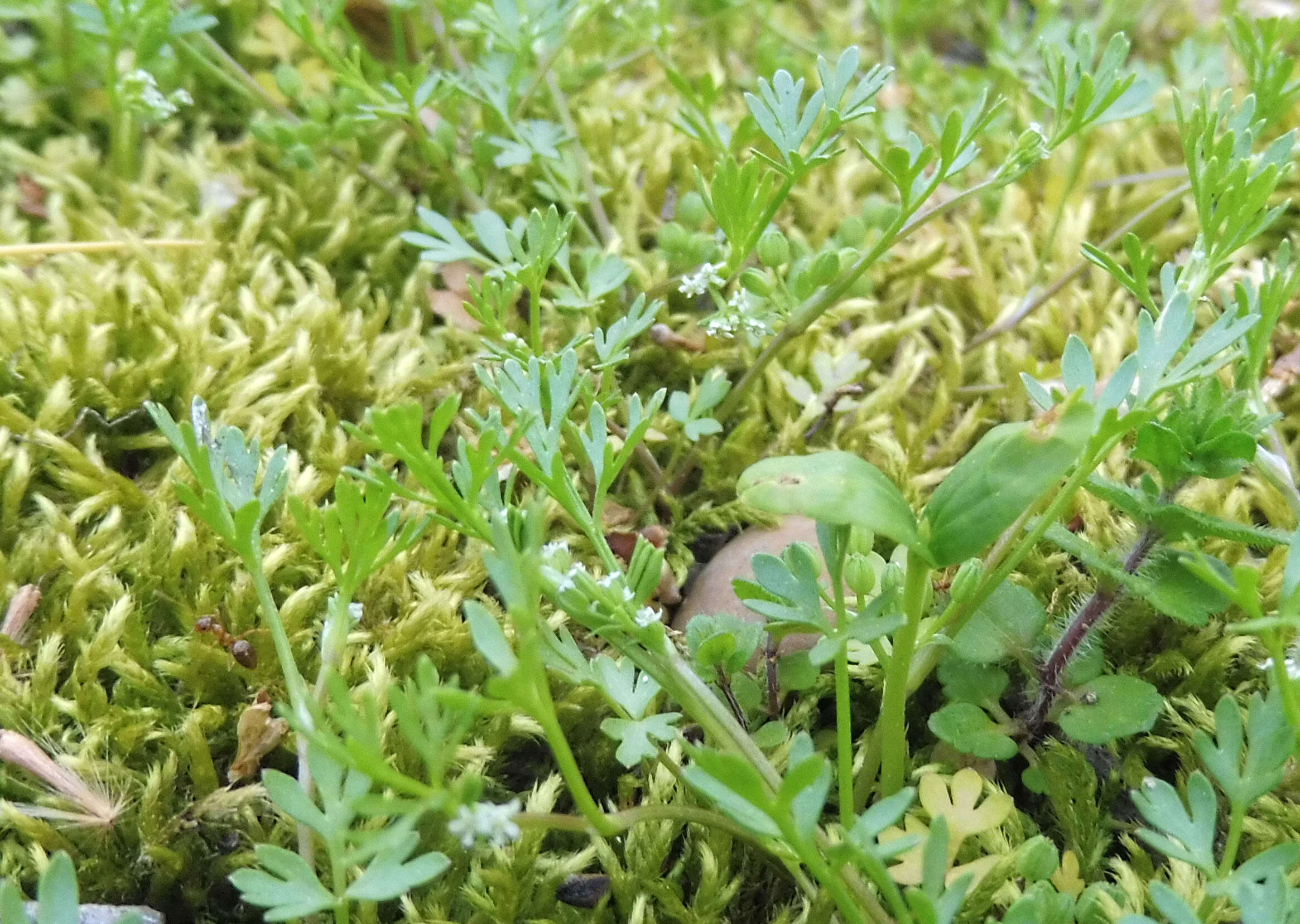 Image of Butler's sandparsley