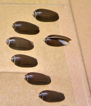 Image of black olive