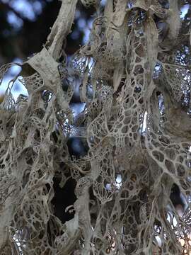 Image of Fishnet;   Menzies' cartilage lichen