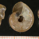 Image of Aegopinella epipedostoma (Fagot 1879)