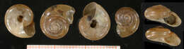 Image of Aegopinella epipedostoma (Fagot 1879)