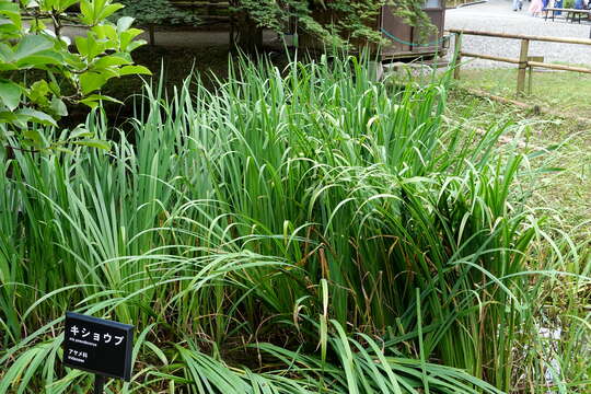 Image of yellow flag, yellow iris