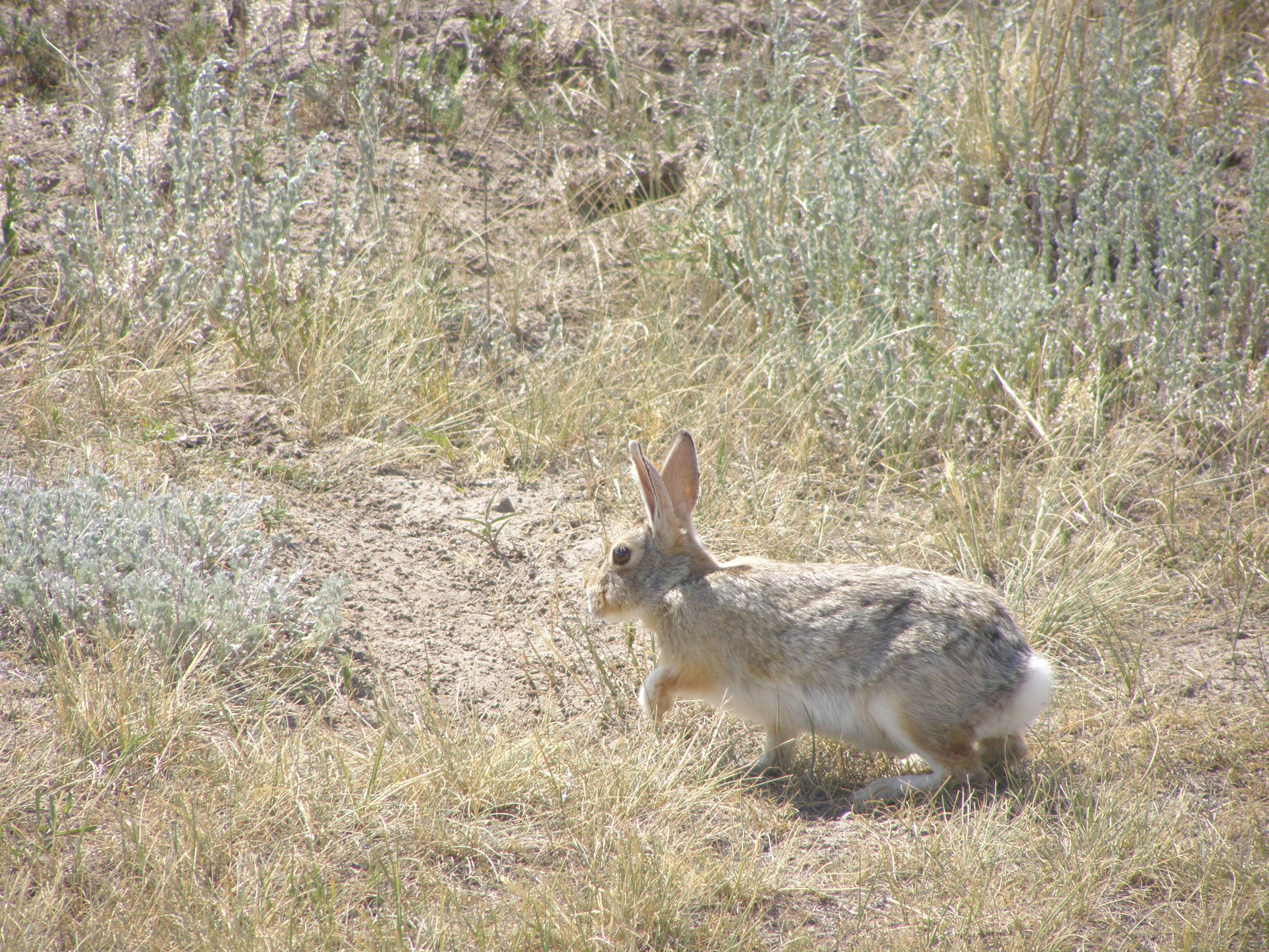 Image of Mountain Cottontail