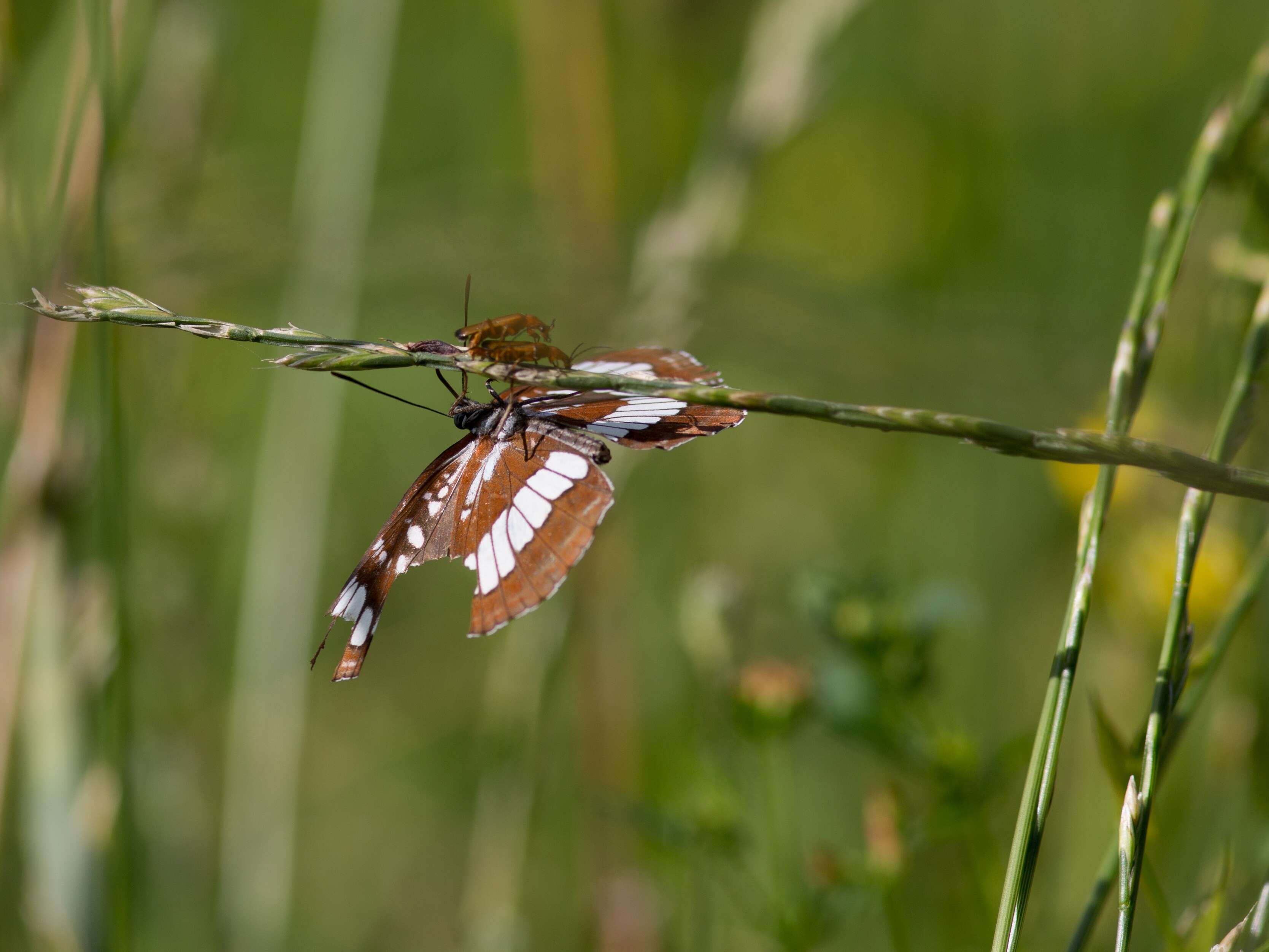 Image de Neptis rivularis Scopoli 1763