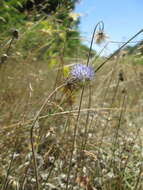 Image de jasione des montagnes