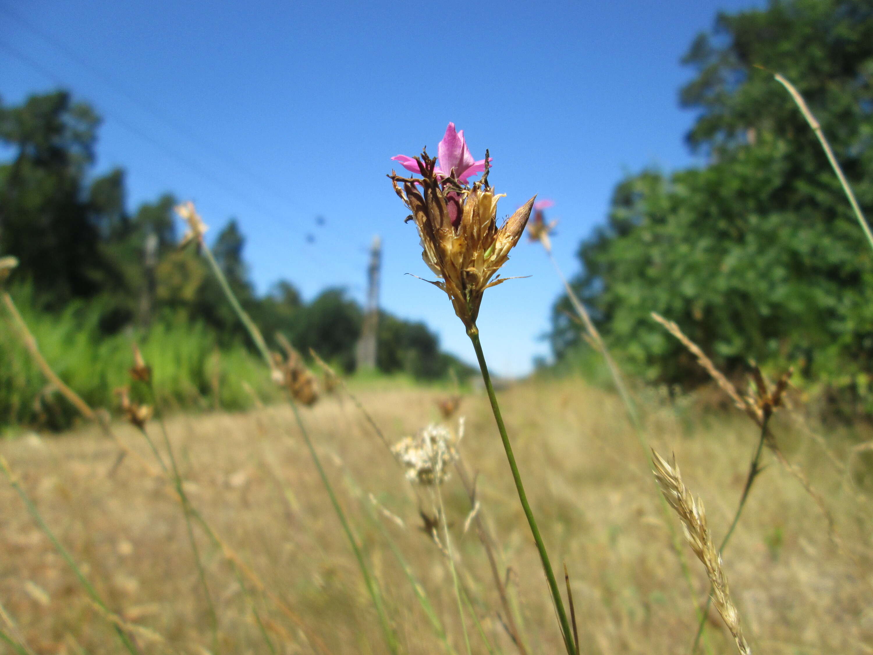 Image of carthusian pink