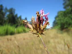 Image of carthusian pink