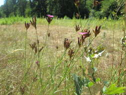 Image of carthusian pink