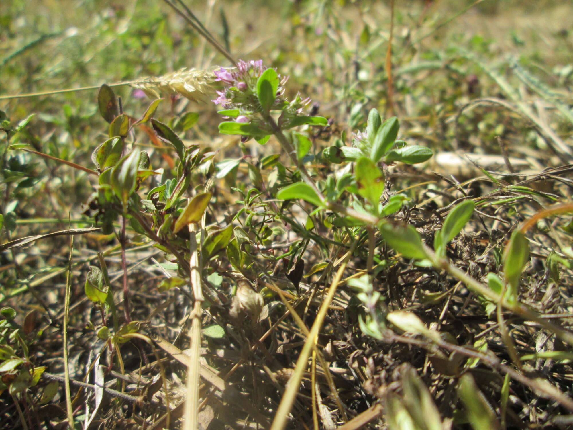 Image of Large Thyme