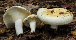 Imagem de Lactarius deceptivus