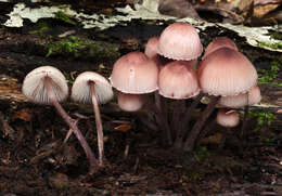 Image of Mycena haematopus (Pers.) P. Kumm. 1871