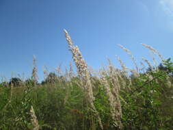 Imagem de Calamagrostis epigejos (L.) Roth