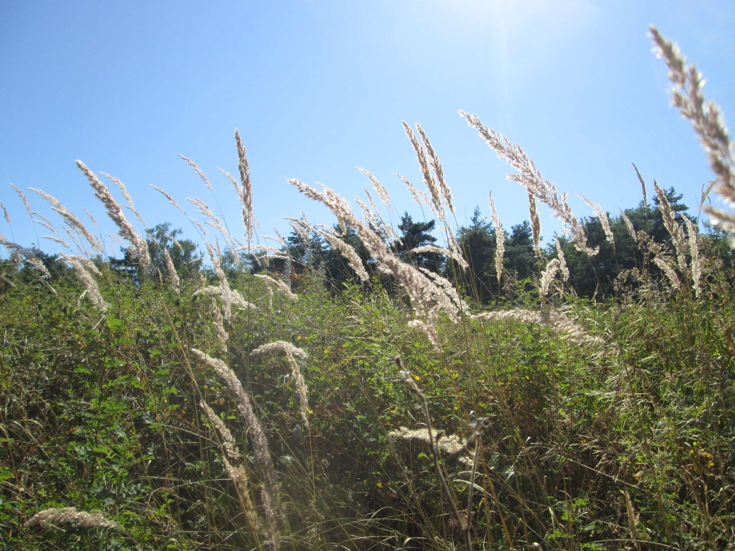 Imagem de Calamagrostis epigejos (L.) Roth