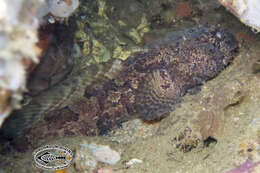 Image of Broadbent&#39;s frogfish