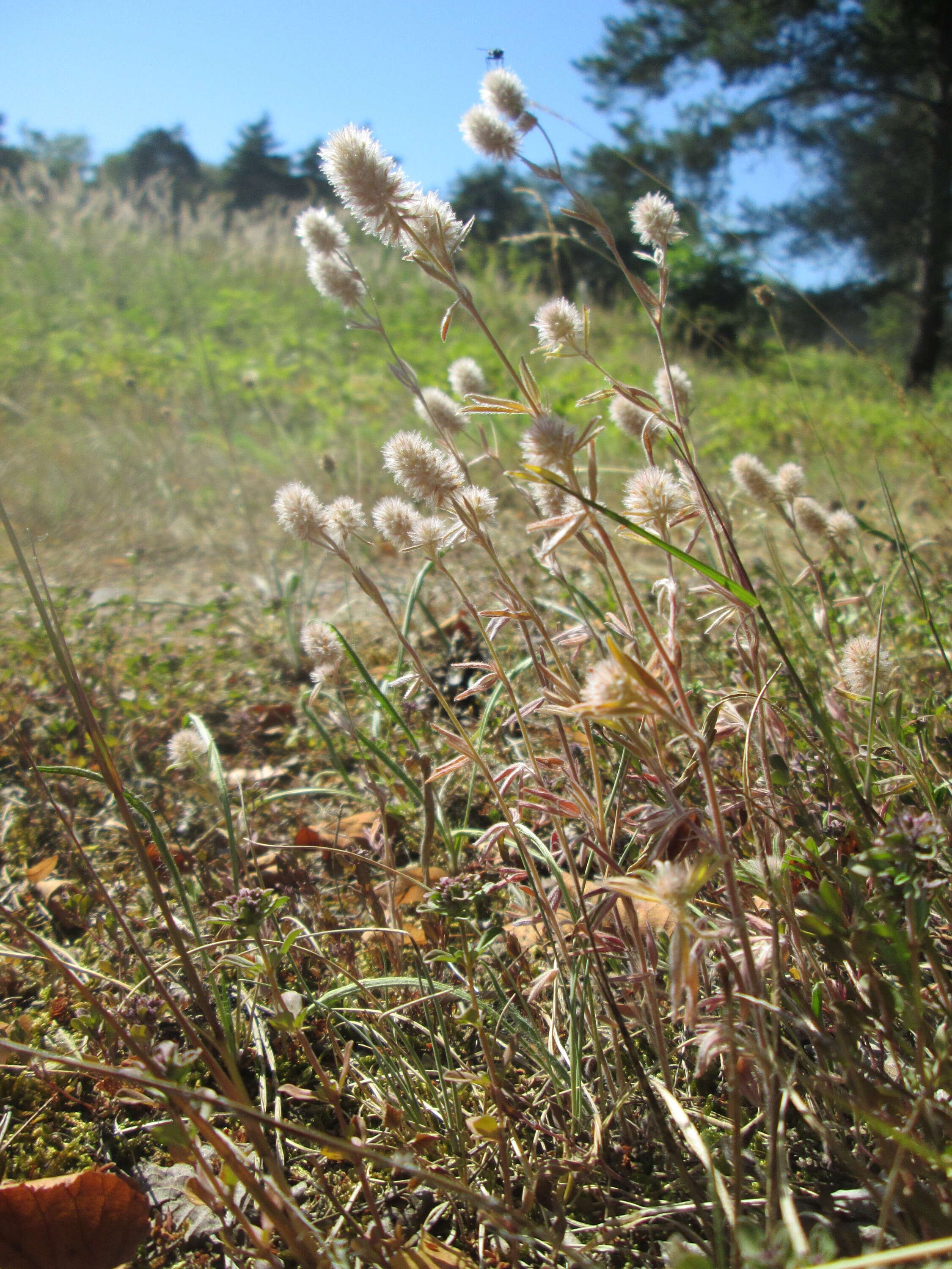 Image of Hare's-foot Clover