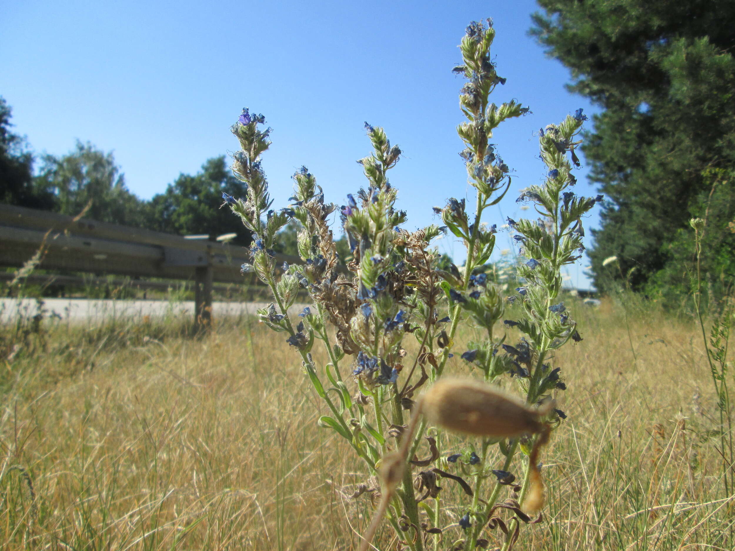 Imagem de Echium vulgare L.