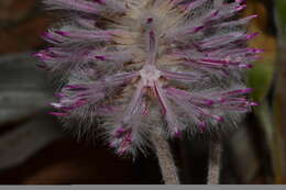 Image of Ptilotus exaltatus Nees