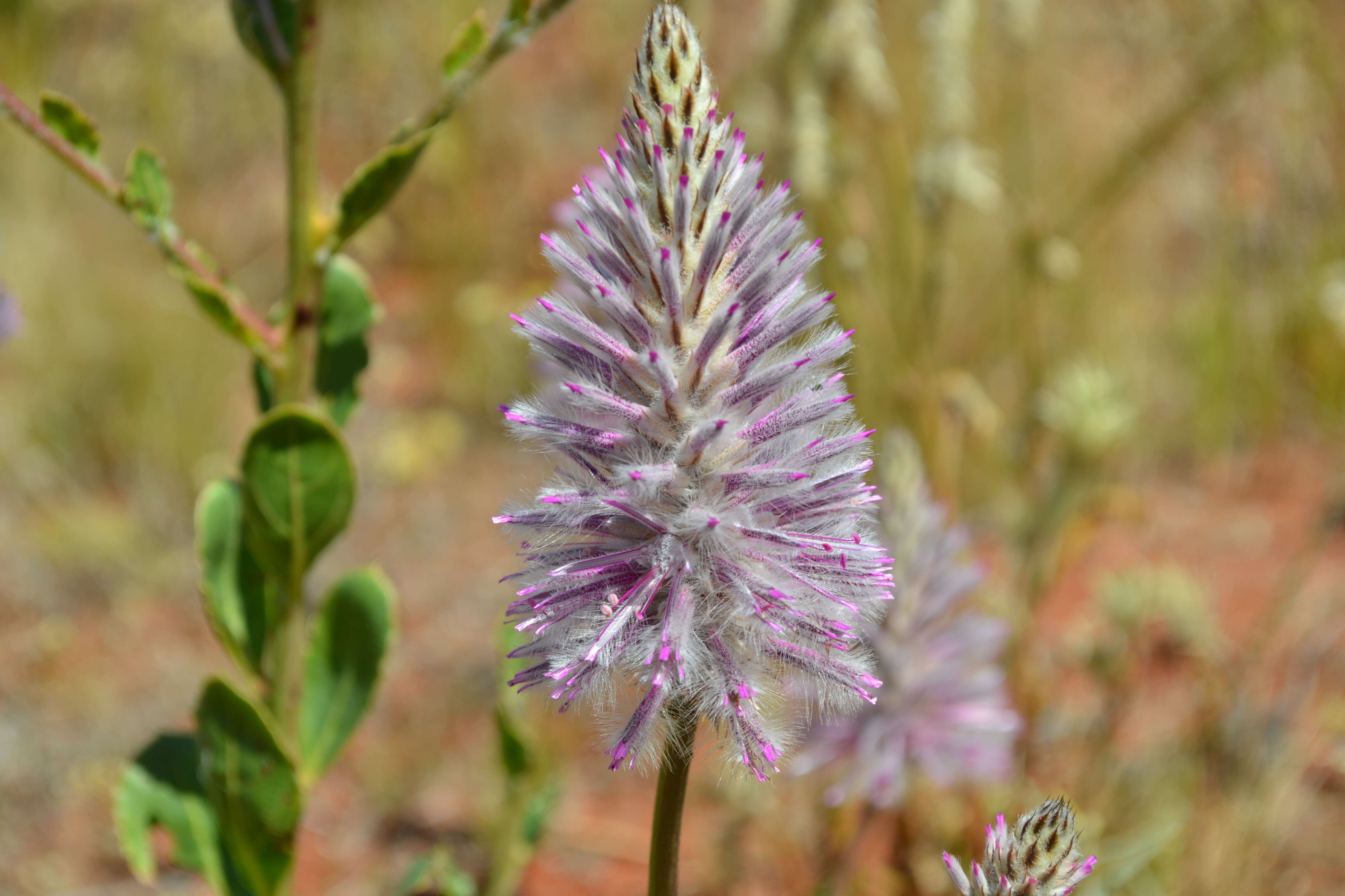 Image de Ptilotus exaltatus Nees