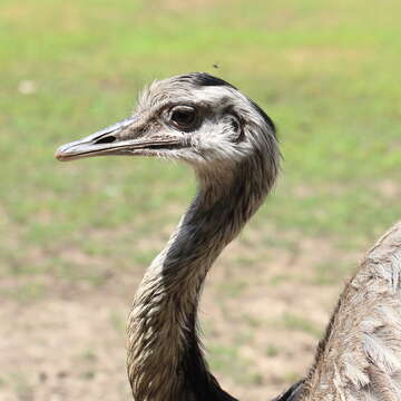 Image of Common Rhea