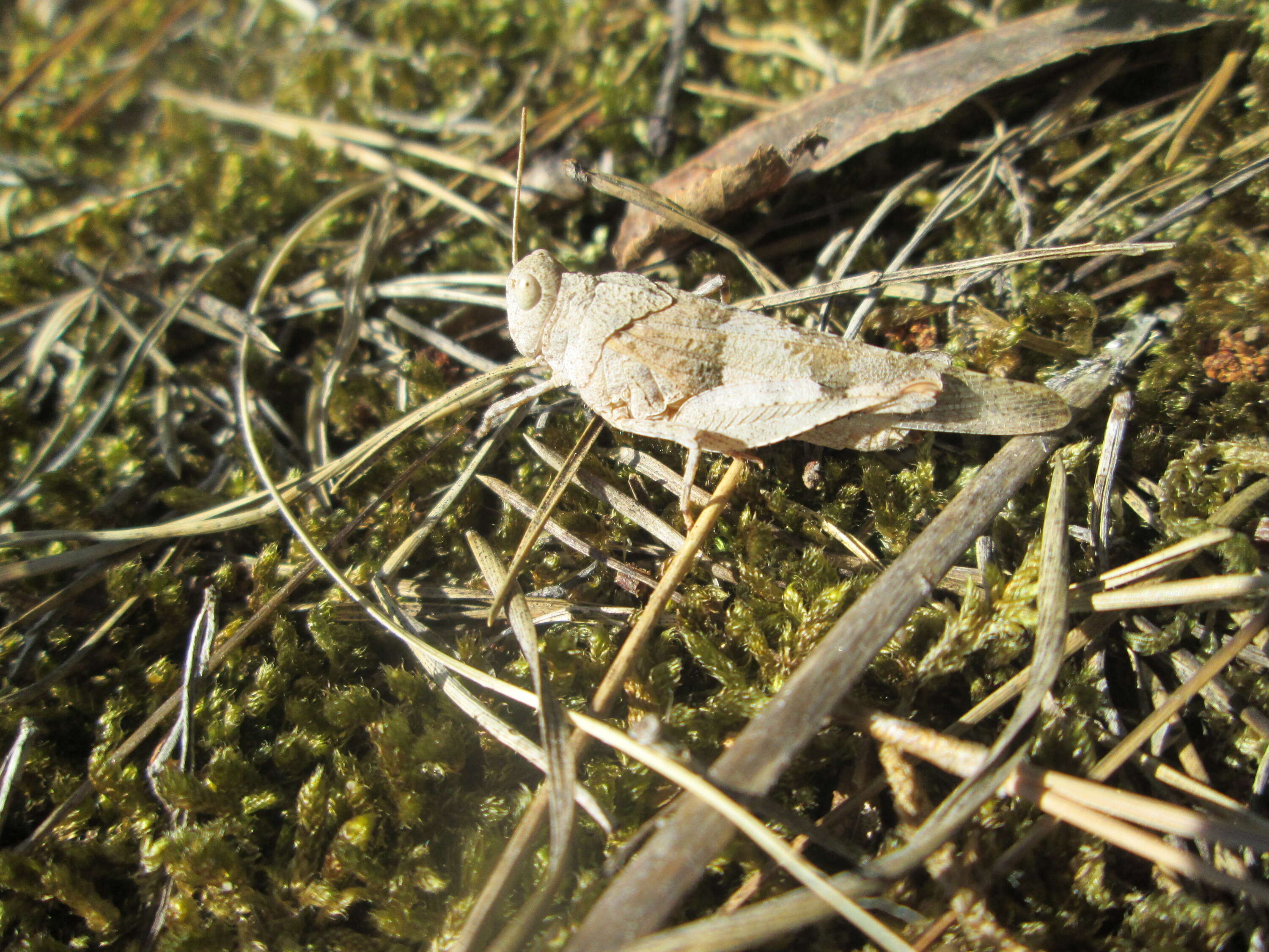 Image of blue-winged grasshopper