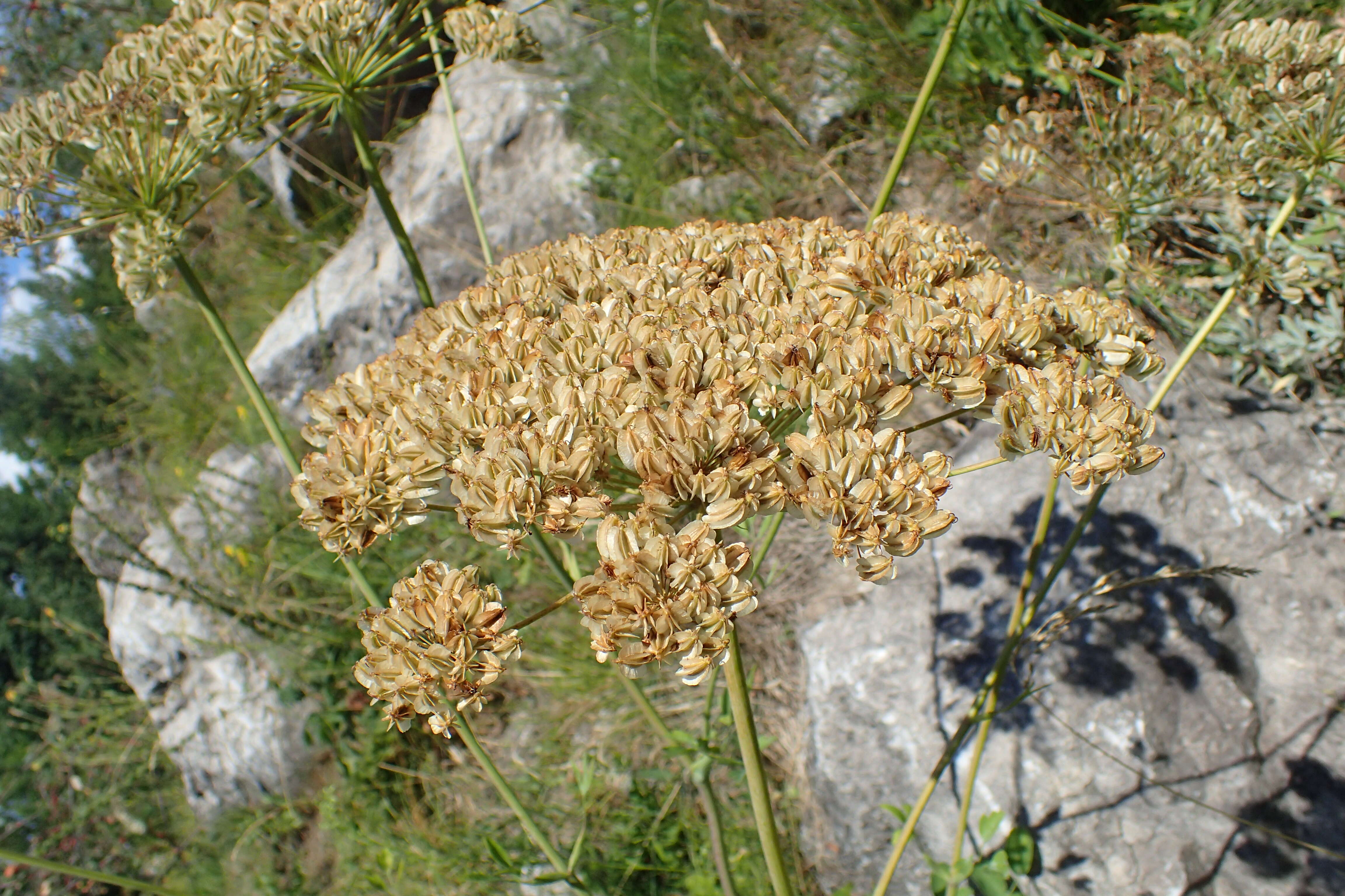 Imagem de Laserpitium latifolium L.