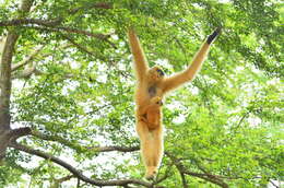 Image of Northern White-cheeked Gibbon