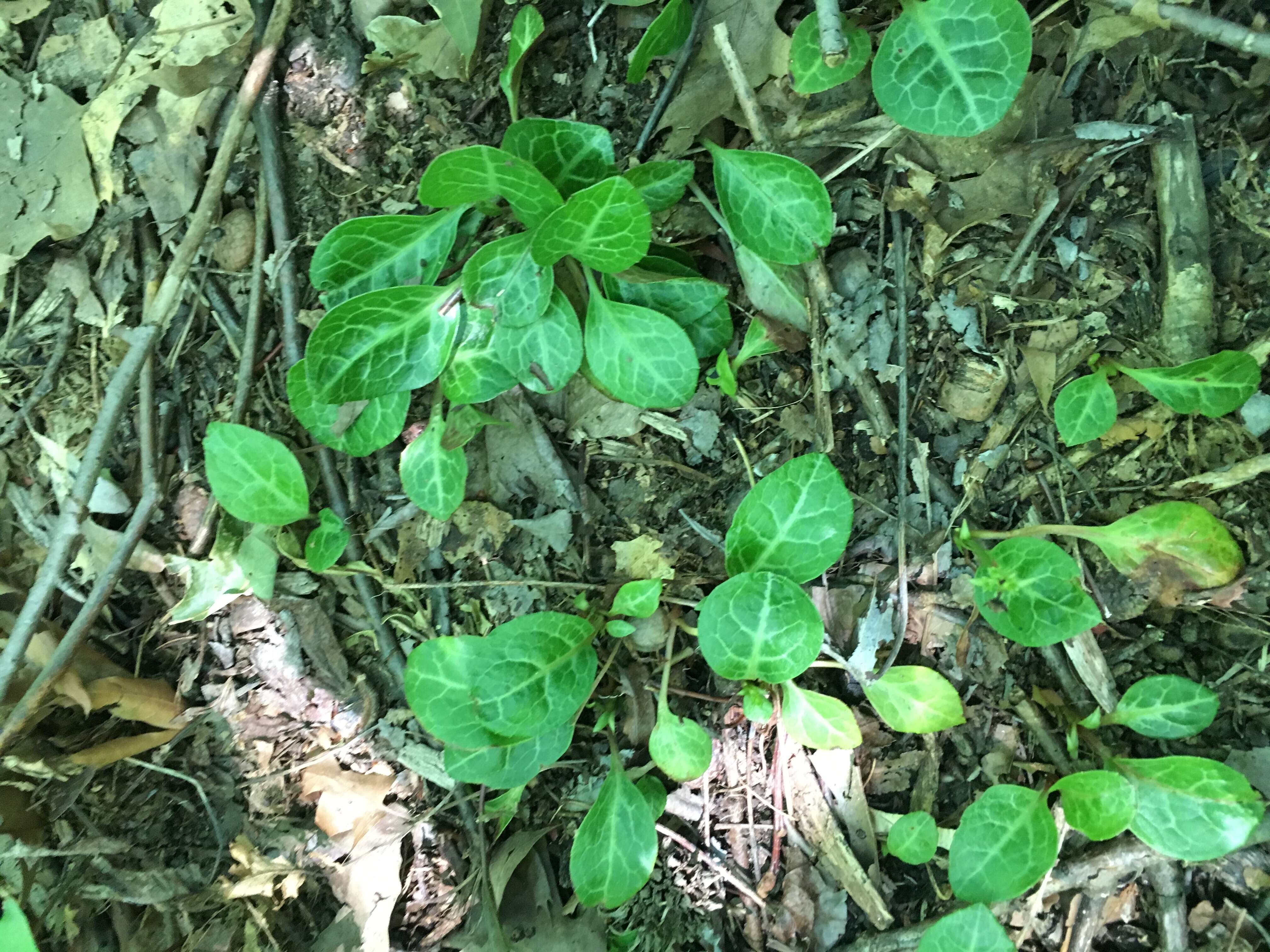 Image of American wintergreen