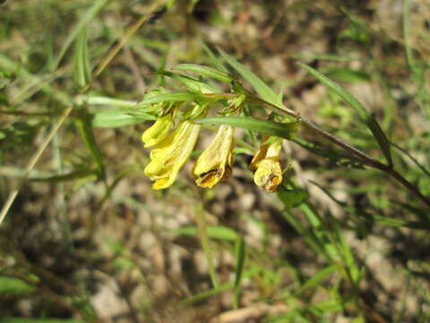 Image of common cow-wheat