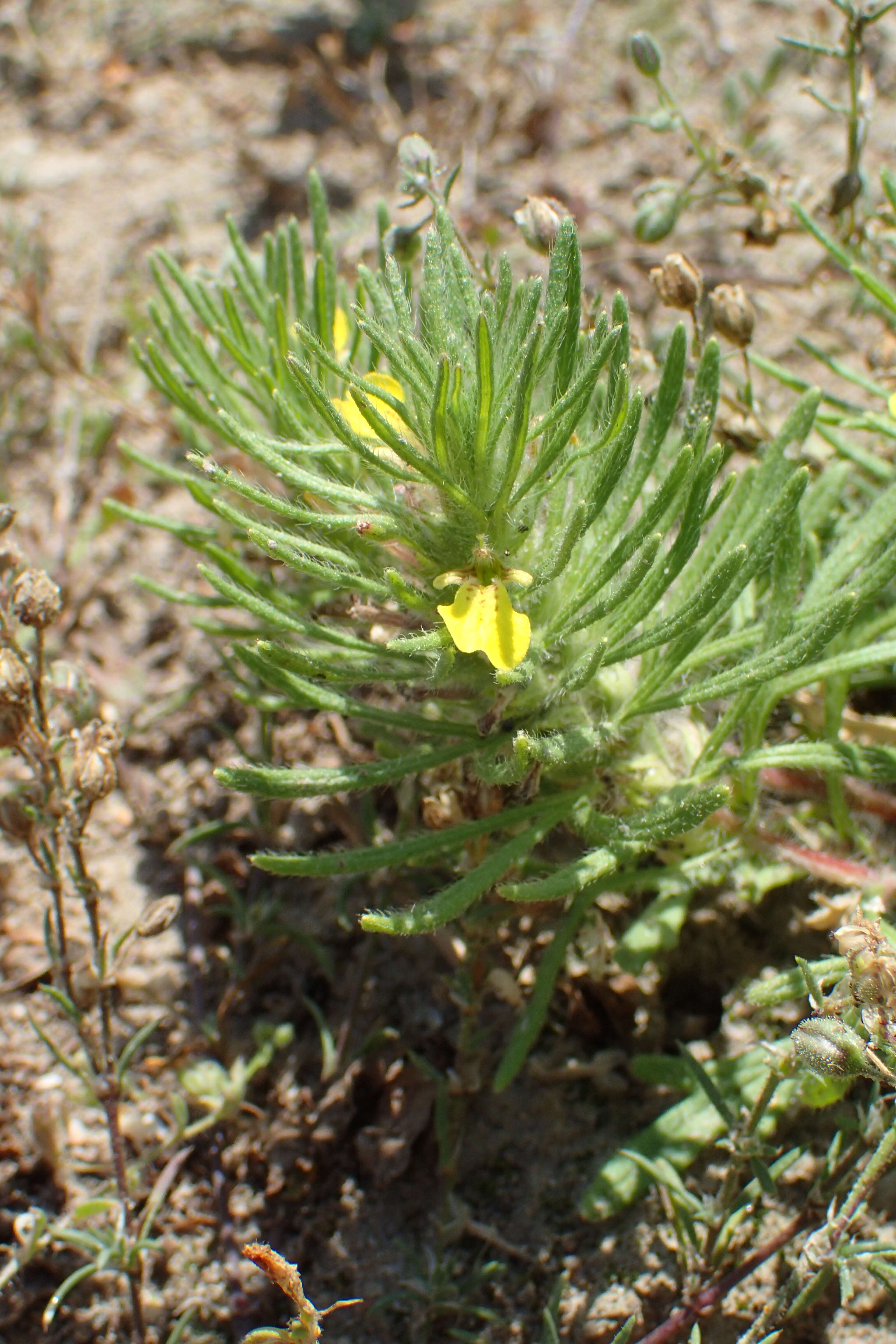 Image of Ground-pine